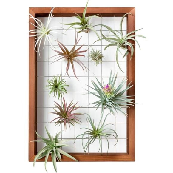 Air Plant Frame Hanging Airplant Holder Tillandsia Display Hanger Wooden Shelf - Picture 1 of 8